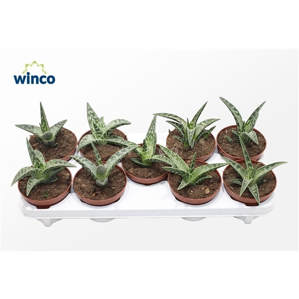 <h4>Aloe Variegata</h4>