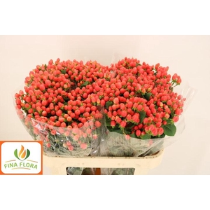 HYP MAG ROY PRINCESS