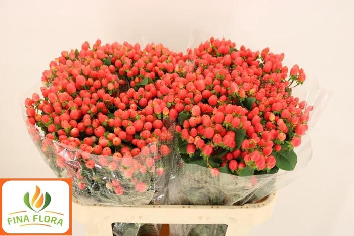 <h4>HYP MAG ROY PRINCESS</h4>