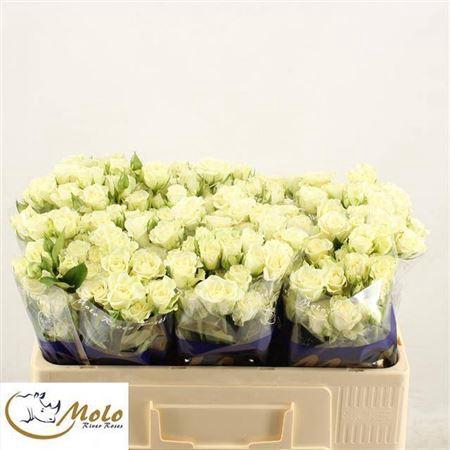 <h4>R Tr Snowflake</h4>