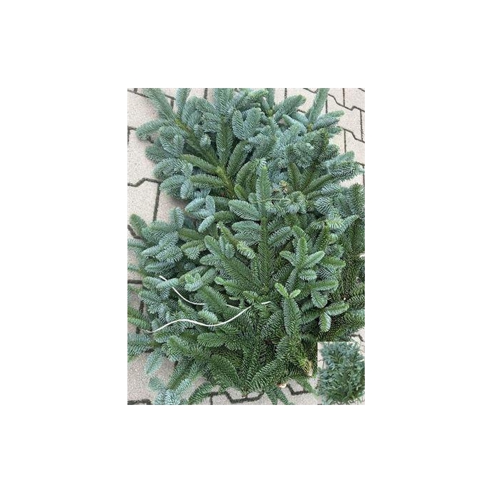 <h4>Abies Nob Blauw Kilo</h4>