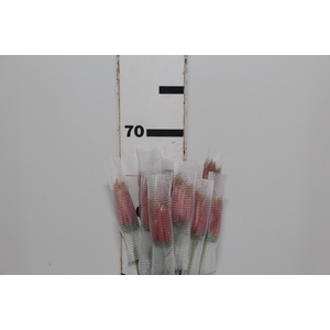ANASTASIA CHISPA 070 CM BICOLOR