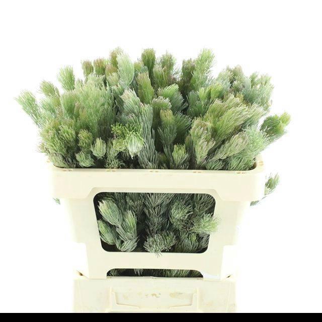 <h4>ADENANTHOS OV</h4>