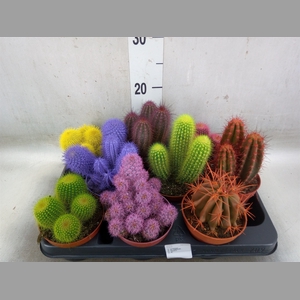 Cactus   ...
