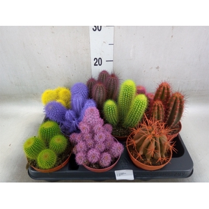 Cactus   ...