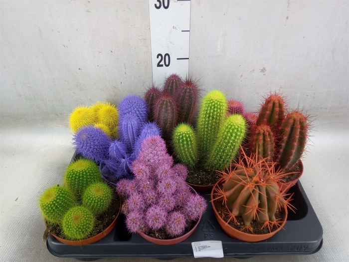 <h4>Cactus   ...</h4>