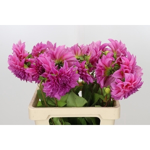 Dahlia Cafe Au Lait Rose