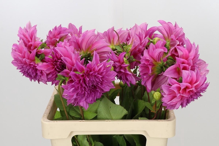 <h4>Dahlia Cafe Au Lait Rose</h4>