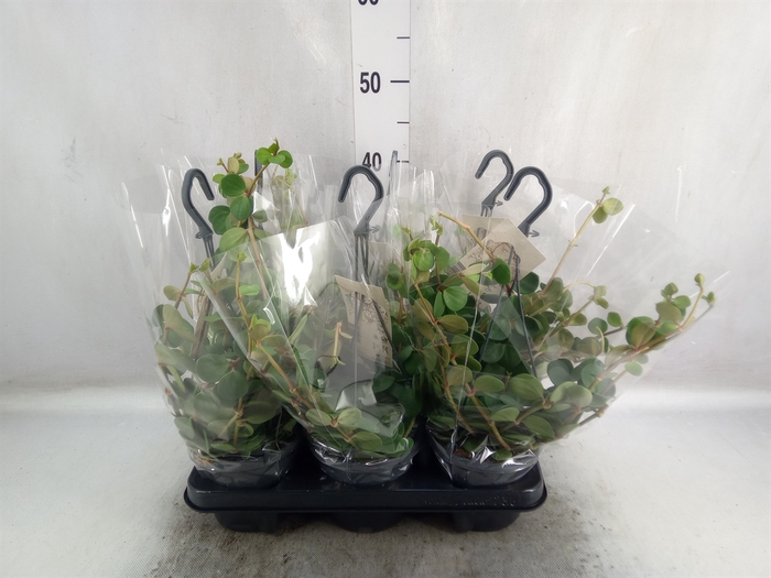 <h4>Peperomia tetraphylla 'Hope'</h4>