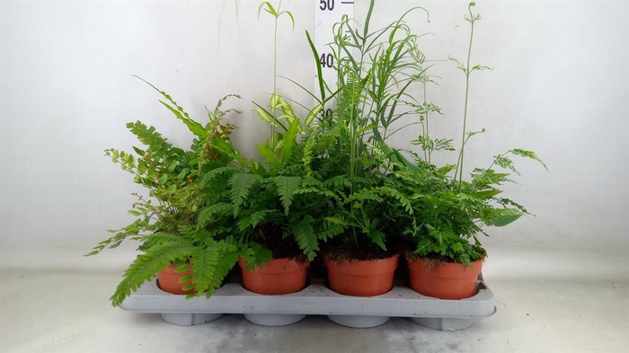 <h4>Ferns   ...mix</h4>