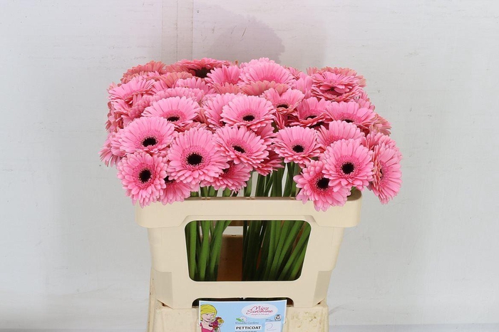 <h4>Ge. Mi Petticoat</h4>