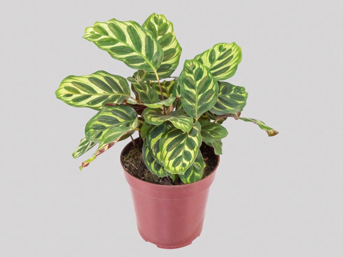 <h4>CALATHEA MAKOYAMA P12</h4>