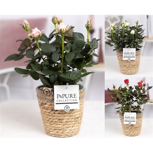 Rosa gemengd in P&PURE Basket 6