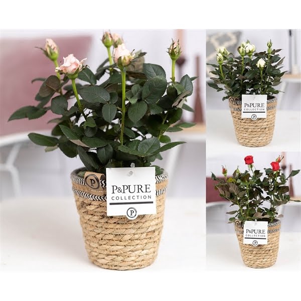 <h4>Rosa gemengd in P&PURE Basket 6</h4>