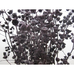 Abutilon G Aubergine L120