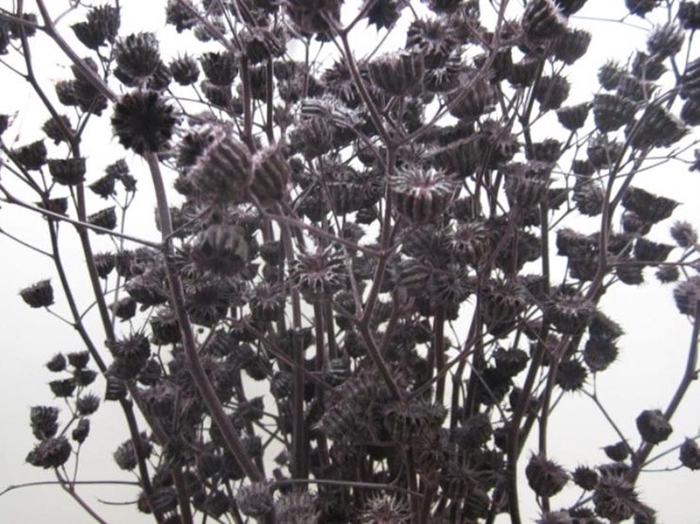 <h4>Abutilon G Aubergine L120</h4>