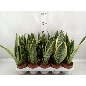 Sansevieria trifa. 'Futura Superba'