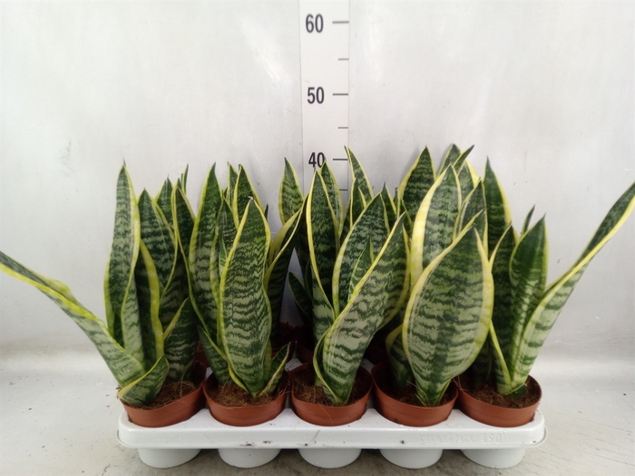 <h4>Sansevieria trifa. 'Futura Superba'</h4>