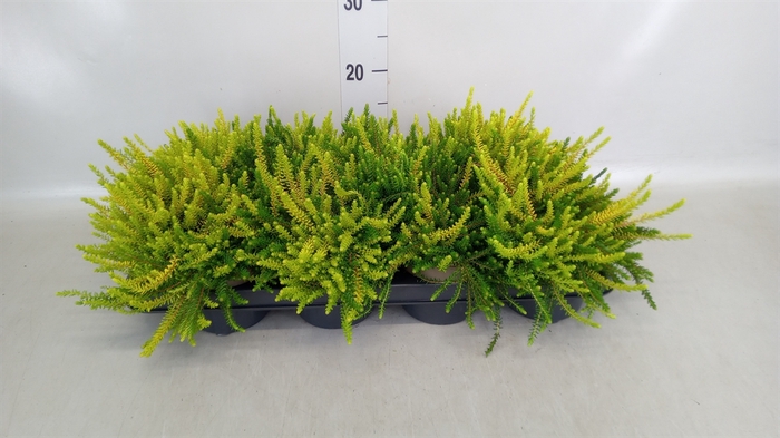 <h4>Empetrum nigrum</h4>