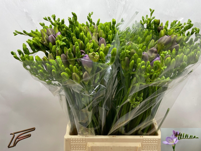 <h4>FR EN BOHEMIAN</h4>