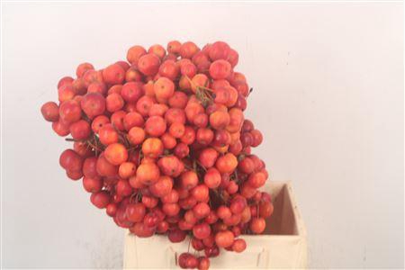 <h4>Malus Red Sentinel</h4>