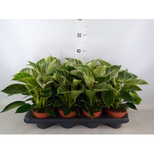 Philodendron   ...