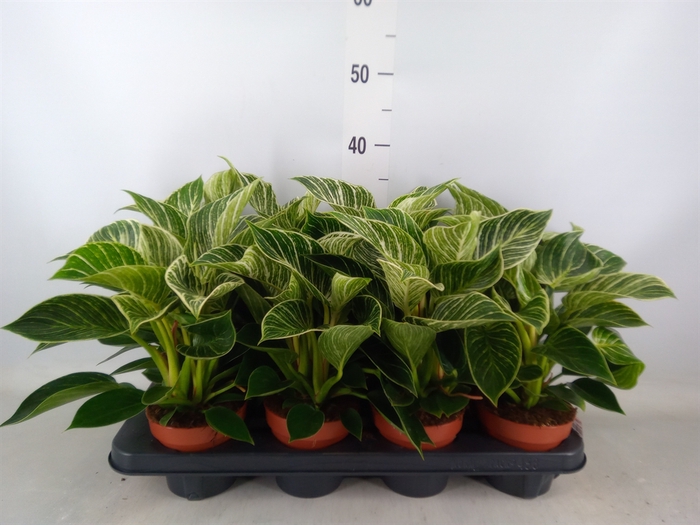 <h4>Philodendron   ...</h4>