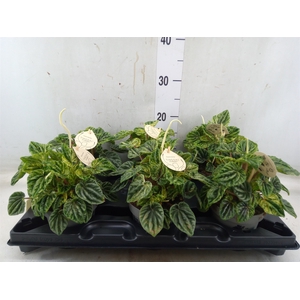 Peperomia