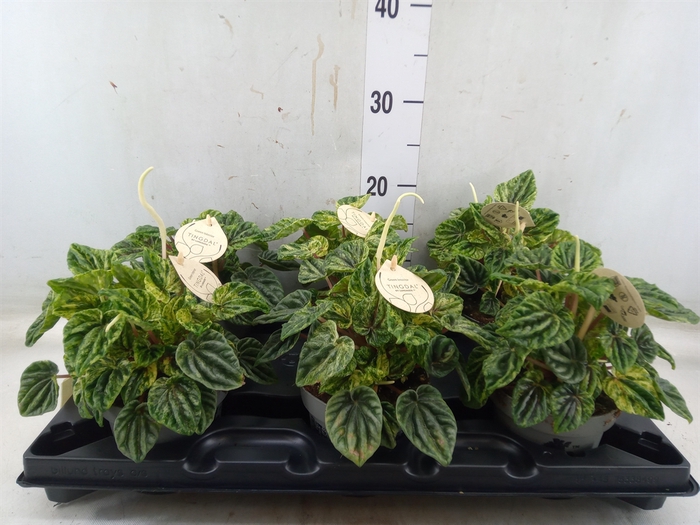 <h4>Peperomia</h4>