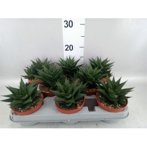 Haworthia limifolia