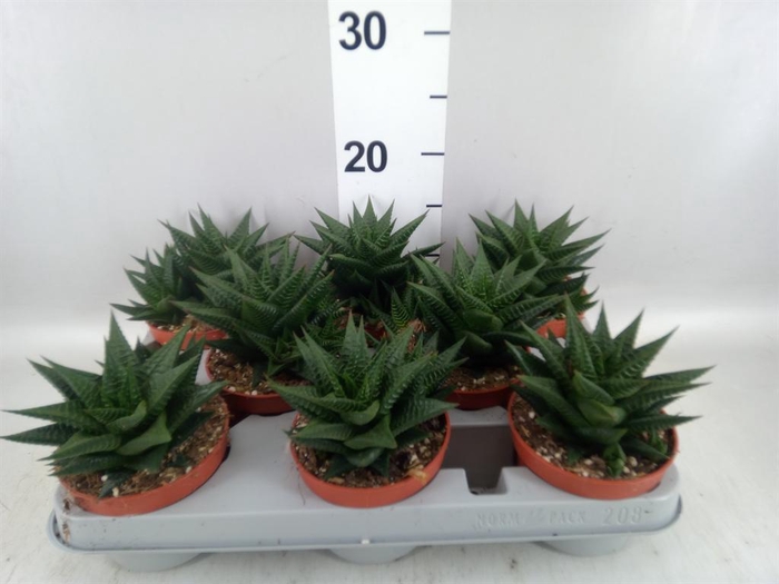 <h4>Haworthia limifolia</h4>