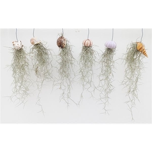 Tillandsia schelpen mix