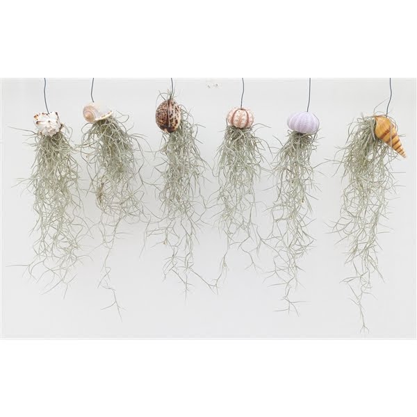 <h4>Tillandsia schelpen mix</h4>