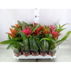 Guzmania   ...mix