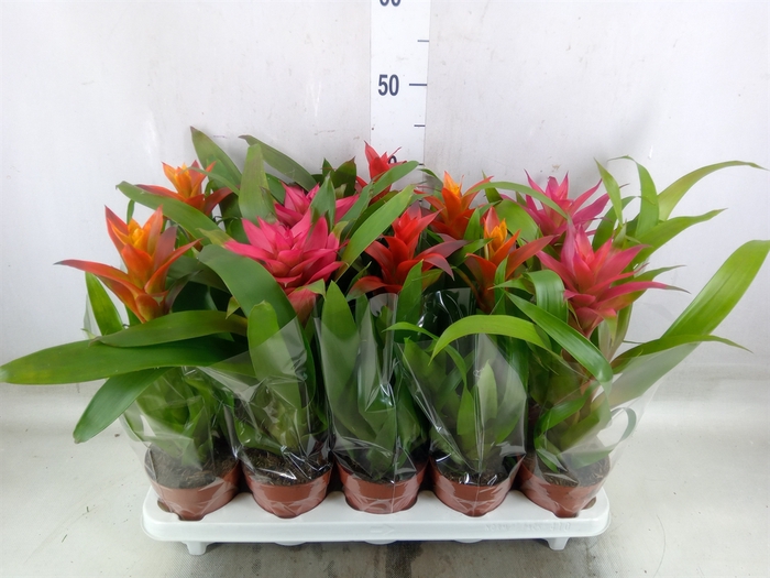 <h4>Guzmania   ...mix</h4>