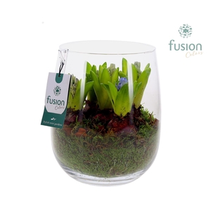 Glas Alzada met Hyacinthus