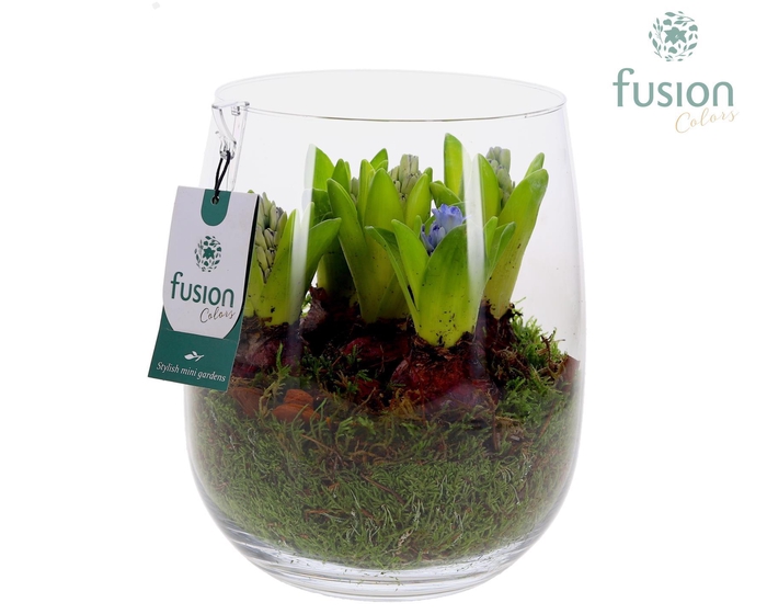 <h4>Glas Alzada met Hyacinthus</h4>