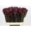Leucadendron Saf Sunset Dark Red
