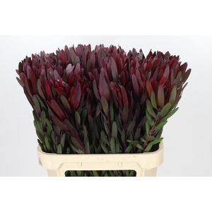 Leucadendron Saf Sunset Dark R.