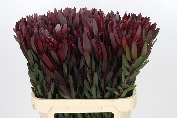 <h4>Leucadendron Saf Sunset Dark R.</h4>