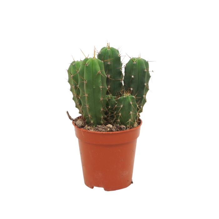 <h4>Cereus</h4>