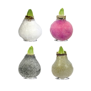 Amaryllis TOW Glamour (Crystal) Mix 8x1, rode bloem, Tray408
