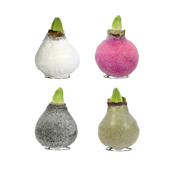 <h4>Amaryllis TOW Glamour (Crystal) Mix 8x1, rode bloem, Tray408</h4>