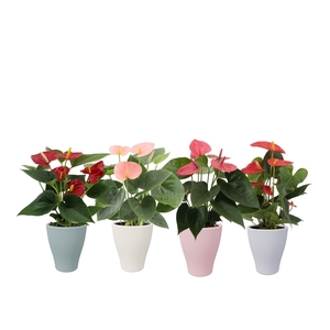 Anthurium 4 color mix in Carly spring ceramics