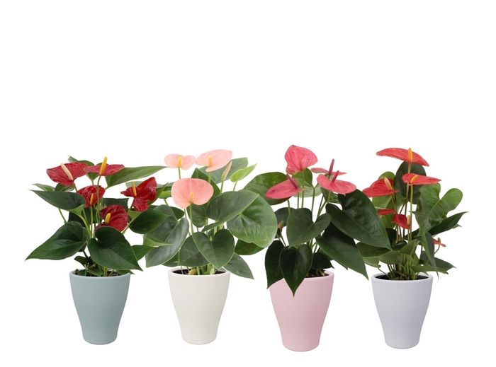 <h4>Anthurium 4 color mix in Carly spring ceramics</h4>