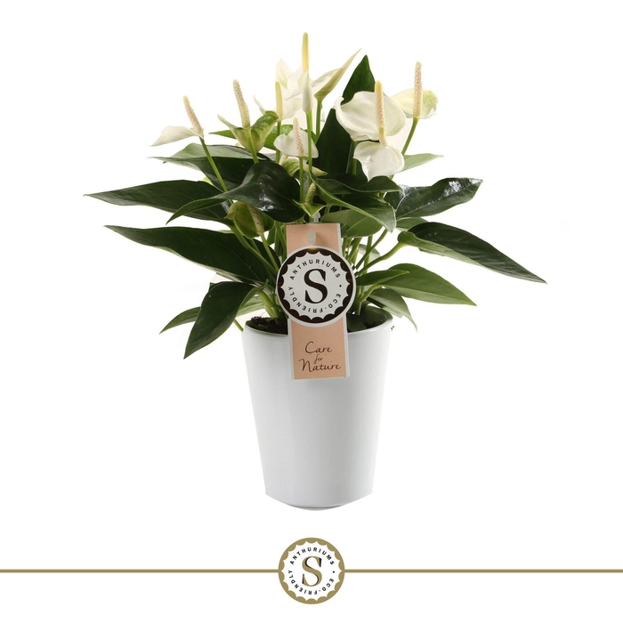 <h4>White Champion 9cm in Paris keramiek</h4>