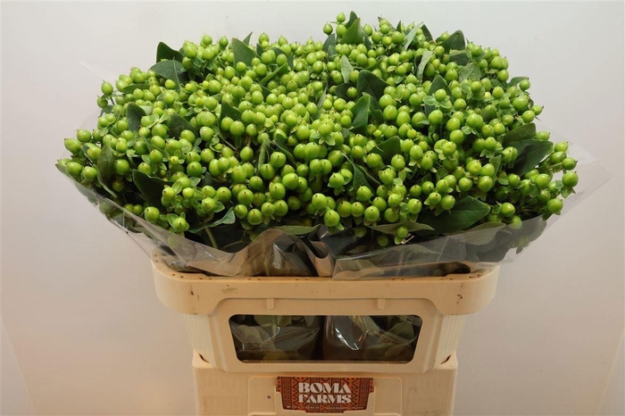 <h4>HYP MAG GREEN</h4>