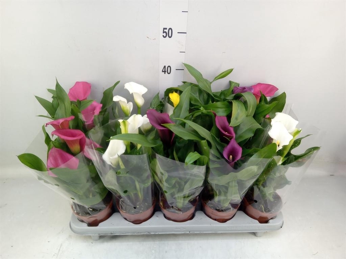 <h4>Zantedeschia ...mix</h4>