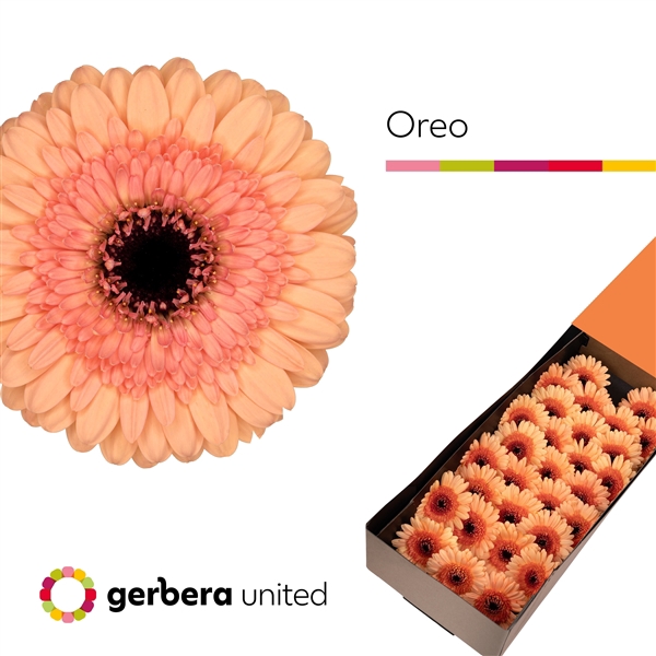 <h4>GE MI Oreo</h4>