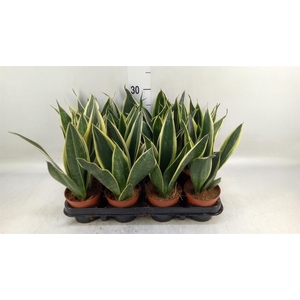 Sansevieria trifa.   ...